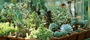plantes grasses