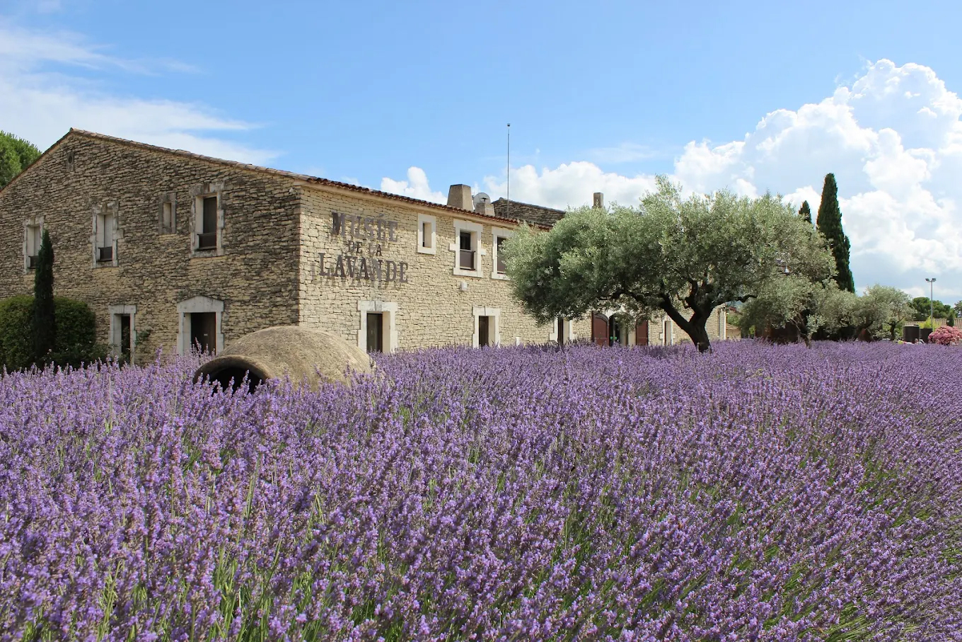 MUSEE LAVANDE.jpg
